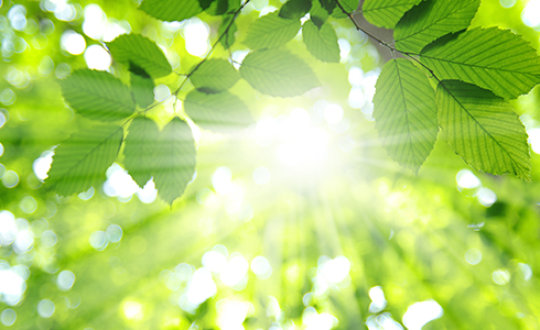 sunlight through leaves