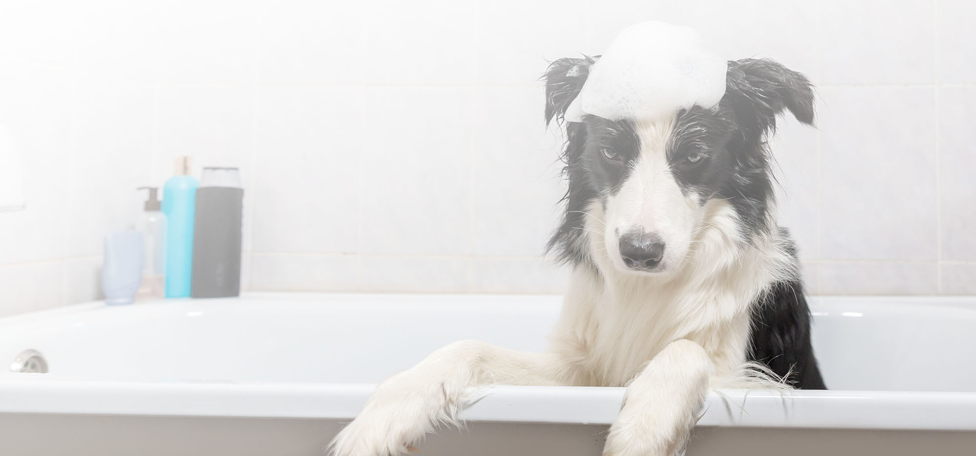 Dog with displeased expression sitting in bathtub